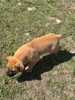 Boerboel - štěňátko pejsek - 10