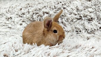 Zakrslý králíček, králík - LILI - 10