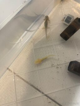 Axolotl - 10