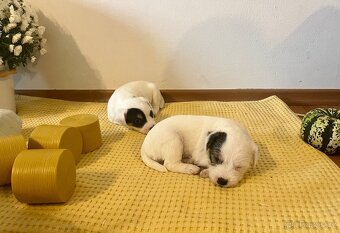 Štěňata Parson Russell Terier s PP - 10