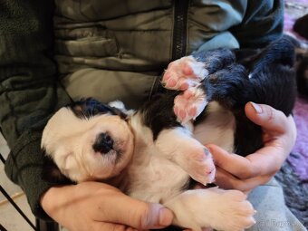 Štěňátka Australský ovčák - 10