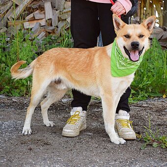DINO K ADOPCI - 1 ROK, KAMARÁDSKÝ,VHODNÝ K DĚTEM - 10