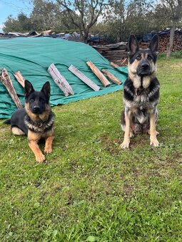 Německý ovčák Štěnata - 10