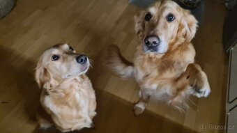 Štěňata Zlatý Retrivr - 10