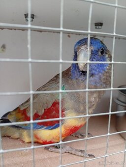 Papoušek rudobřichý - 10