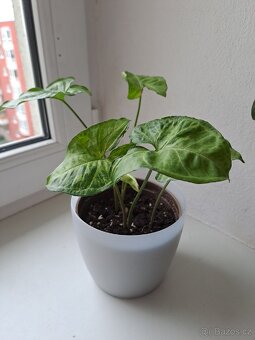 Pokojové rostliny - 10