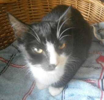 Mazlivý, klidnější 5,5měsíční černobílý kocourek Body - 10