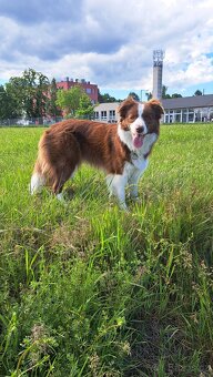 Štěňata Border Kolie s PP - 10