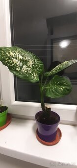 Prodám pokojové rostliny - 10