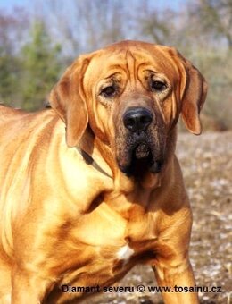 Tosa inu - dvě krásné, mazlivé holčičky ihned k odběru - 10