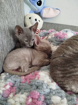 Cornish rex koťátka - 10