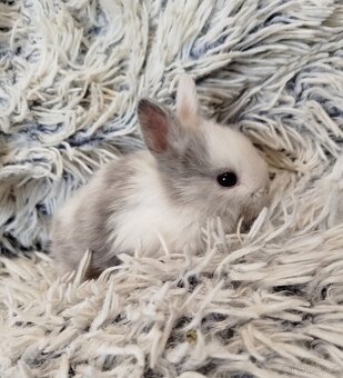 Zakrslý krátkouchý s VP - 10