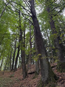 Prodám lesní pozemek v k.ú. Štiptoň - 10
