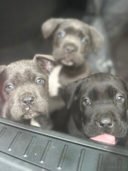 Štěňátka Cane Corso - 10