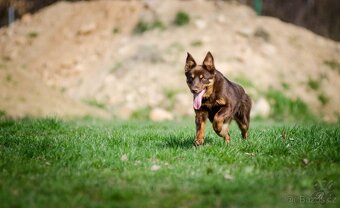 Australská kelpie - 10
