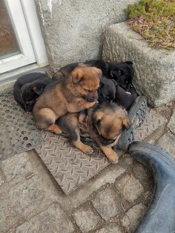 Německý ovčák kříženec, štěňata,štěně - 10