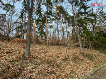 Prodej lesa, 7378 m², Bojanovice - 10
