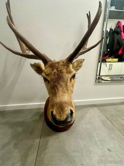 Myslivecká trofej daněk - 10