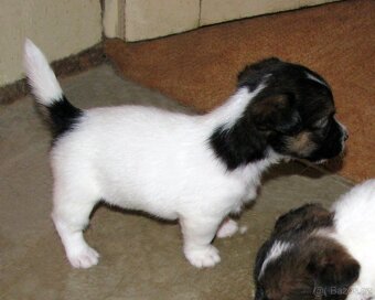 Jack Russell teriér – 2 pejsci + 2 fenky s PP k rezervaci - 10