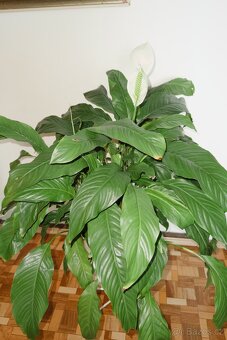 Spathiphyllum – Toulcovku (Lilie míru) - 10
