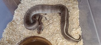 Krajta královská - 10