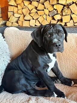 American Bully XL - 10