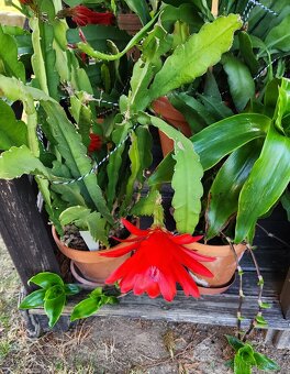 Prodám fylokaktusy - 10