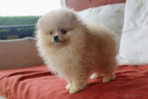Pomeranian s PP ke KRYTÍ - krémový (žádný prodej) - 10