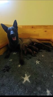 Belgický ovčák Malinois s PP po Edward Ad-Gür - 10