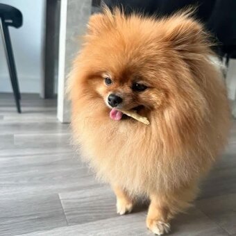 Pomeranian mini - 10