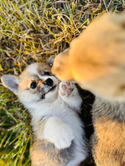 Welsh corgi pembroke s PP (FCI) - 10