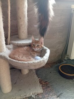 Mainská mývalí , MCO maine coon - 10