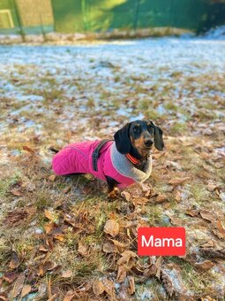 Stěně Buldoček X Jezevčík - 10