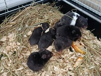 Křeček Syrský - 10