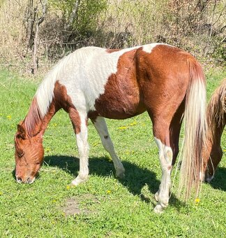 Valášci PH a QH - 10