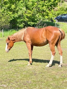 Valášci PH a QH - 10