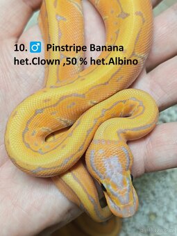 Krajta královská = Vymazlené krásné , super cena 👌 - 10