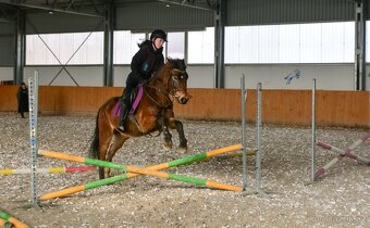 Sportovní pony B - 10