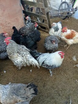 Vejce do líhně - 10