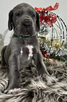 Německá doga modrá s PP - 1 měsíc - 10