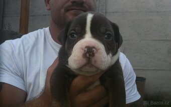 American Bully - ch.s Family Muscle Bullies - 10