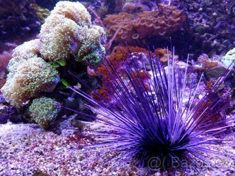 Mořské akvária. - 10