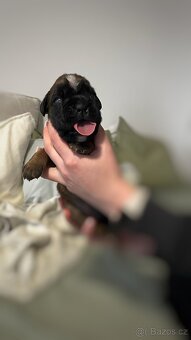Německý boxer - Full european FCI pedigree - 10