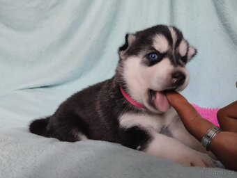 sibiřský husky štěně štěňata štěňátka - 10