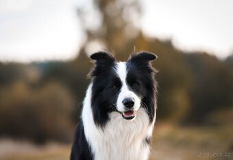 Border kolie s PP, krycí pes - 10