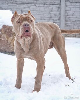 Bandog, Molos , Mastif - 10