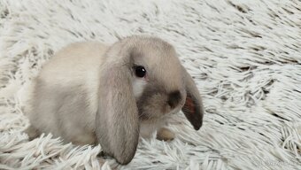 Zakrslý beránek, králíček, králík - REY - 10