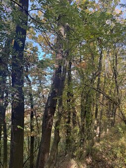 Prodej pozemků v k.ú. Jeníkovice u Choltic - 10