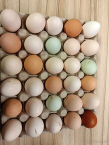 Násadová vejce - 10