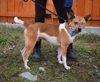 DANIEL K ADOPCI - 2,5 ROKU,PŘÁTELSKÝ,KONTAKTNÍ - - 10